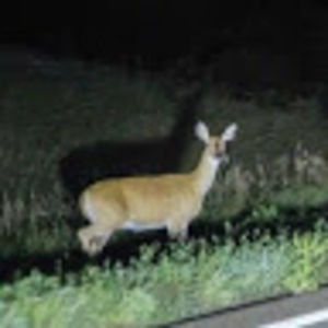 Meet your Posher, Caroline